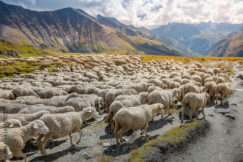 Flock of sheeps moving down the valley, French Alps, border with Switzerland