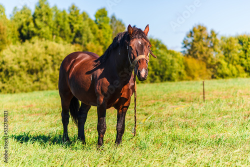 Brown Workhorse standing in a farmfield on a summer day.In a background outdoors nature trees.