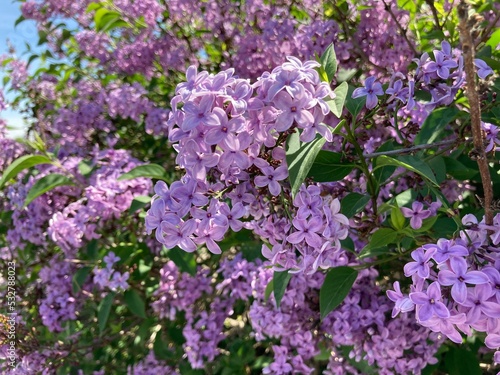 Flieder gemeiner gew  hnlicher violett lila 532788023 Syringa vulgaris