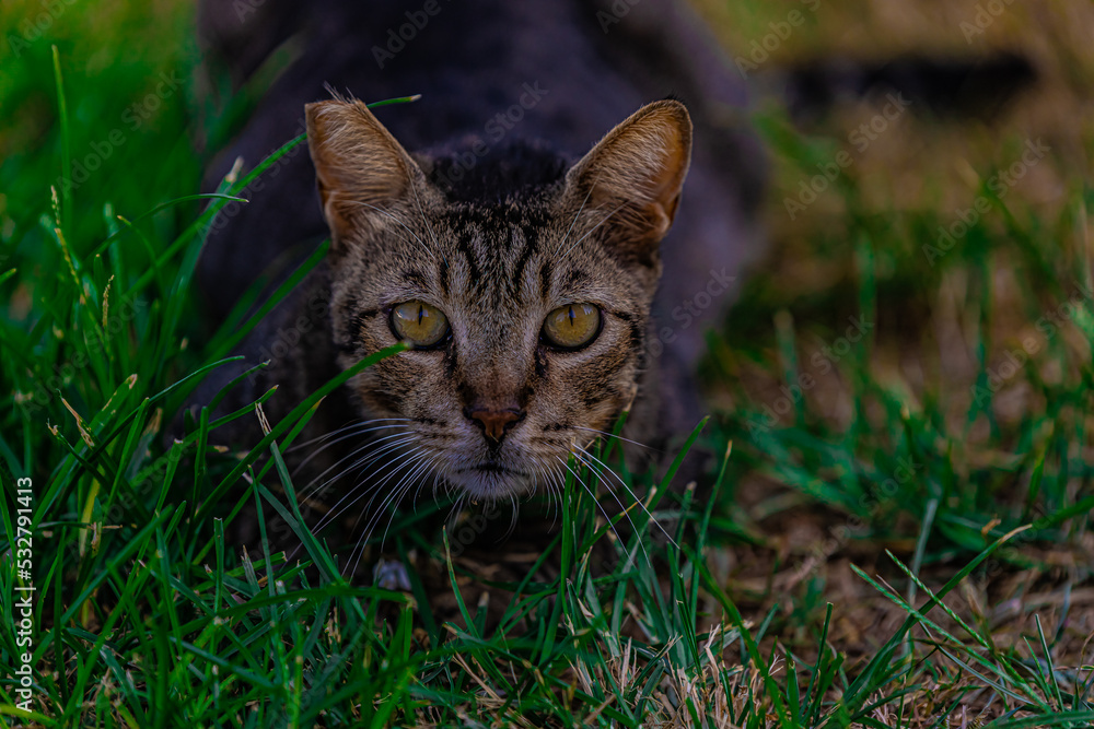 cat in grass close up
