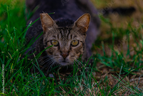 cat in grass close up