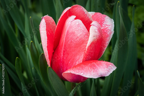 red tulip on green background