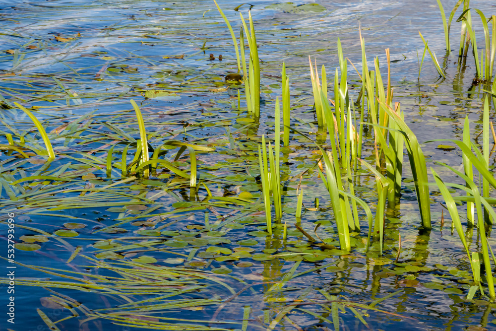 Swampy river. The river is overgrown with reeds. Concepts of ecology. Swampy river. The river is overgrown with reeds. Concepts of ecology.