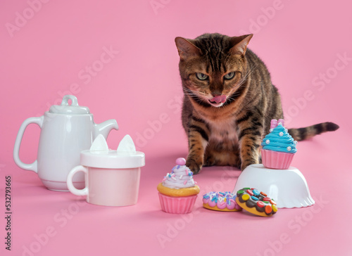 Cat posing with mug  teapot  coffee  kitchenware set and colorful cupcakes in the studio by a pink background