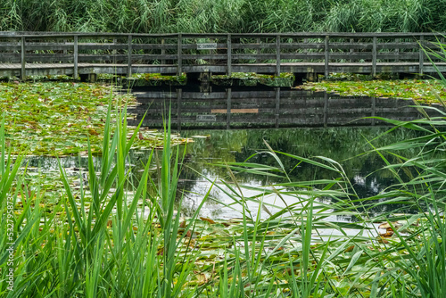 bridge over the pond
