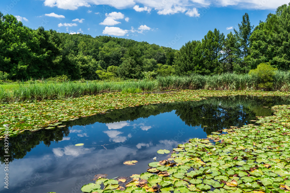 Fototapeta premium landscape with lake and trees