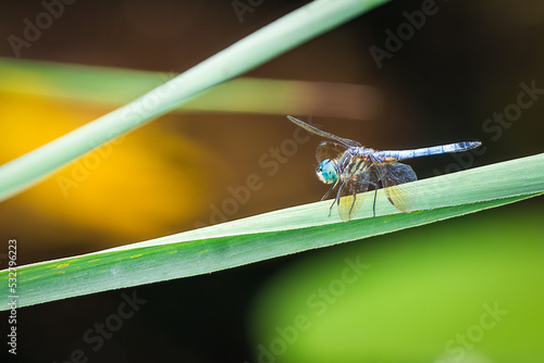 dragonfly on a leaf