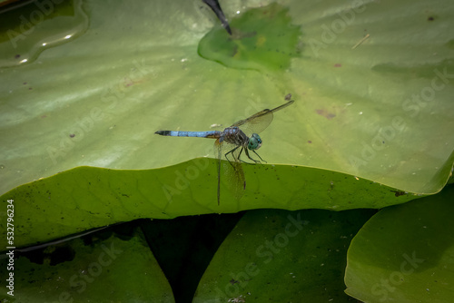 dragonfly on a green leaf