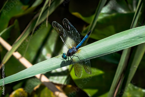 blue dragonfly on a green leaf