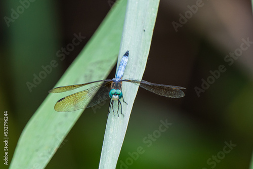 dragonfly on a leaf