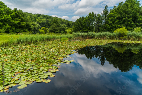 lake in the forest