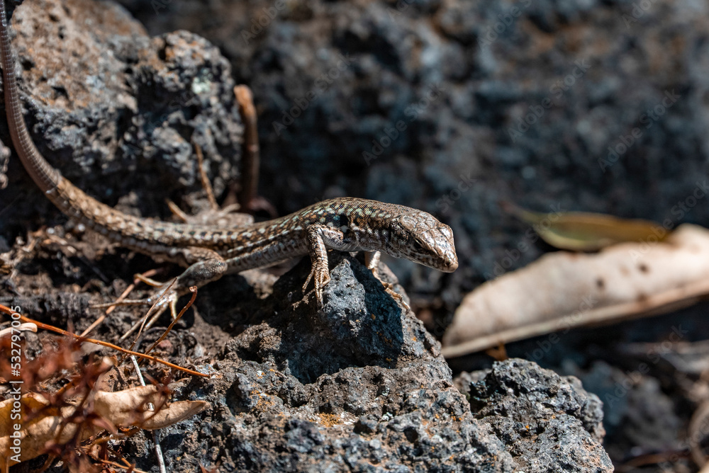 High angle close-up of Sicilian wall lizard on rocks. Wild reptile with natural pattern is on textured surface in sunlight. View of Italian fauna on sunny day. High angle close-up of Sicilian wall lizard on rocks. Wild reptile with natural pattern is on textured surface in sunlight. View of Italian fauna on sunny day.