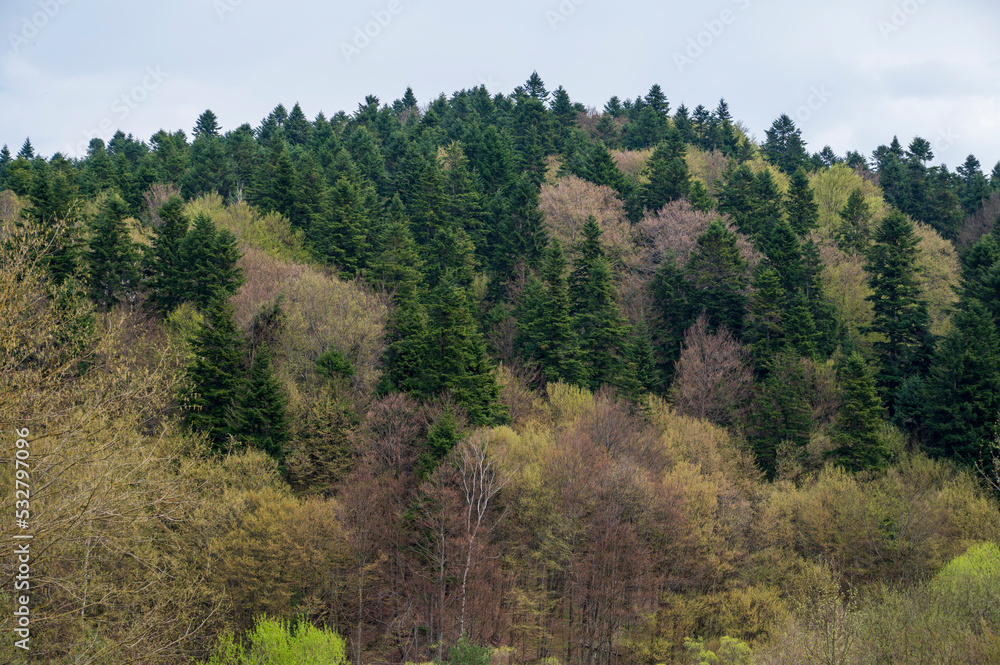 Bright dense forest with trees and green bushes.