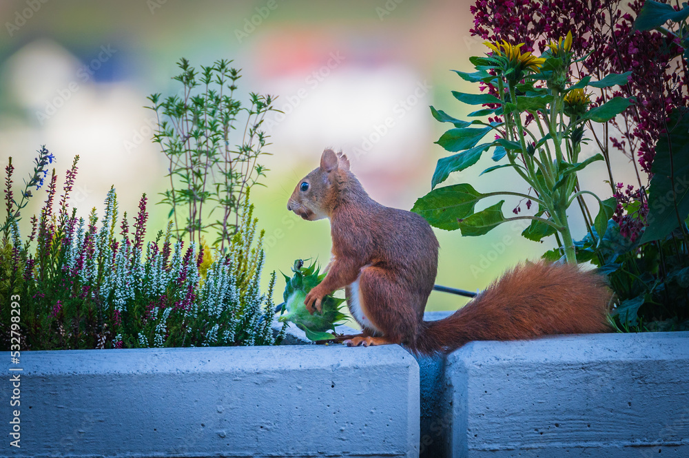 Eurasisches Eichhörnchen (Sciurus vulgaris) mit Sonnenblumenkopf auf einem Balkonkübel