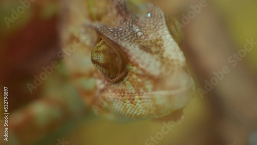 Ultra shallow depth of field shot of a cameleon's eye. 4K footage.
