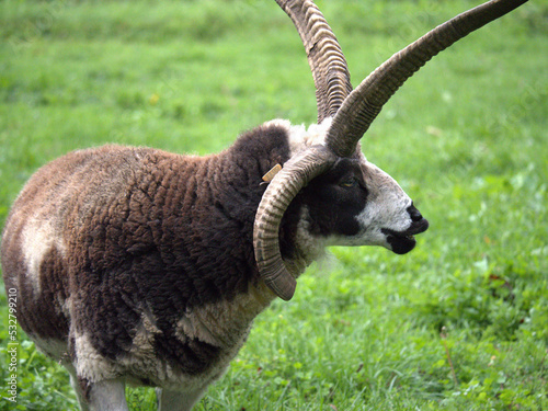 Canvastavla Jacob Sheep