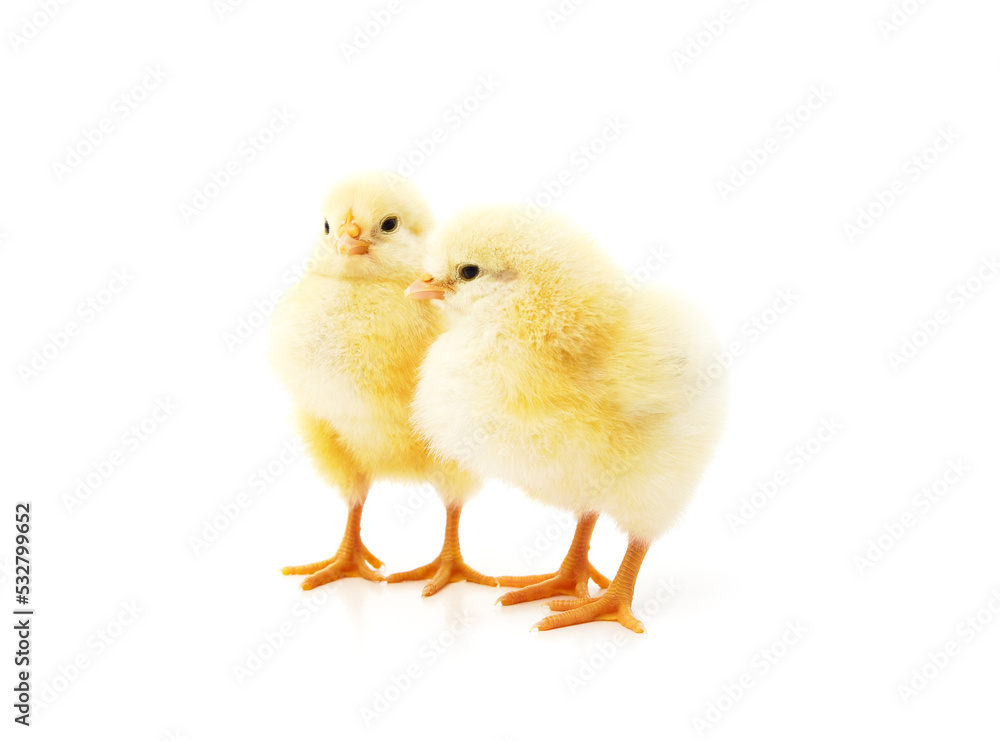 Two yellow small chickens.