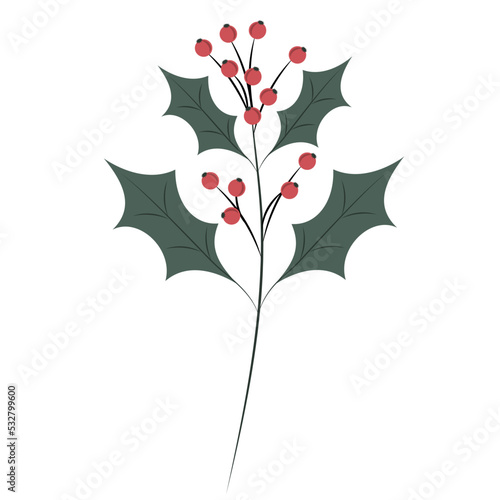 Green branch of holly on white background. Plant Christmas symbol