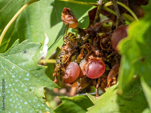 wasps feeding on a grape