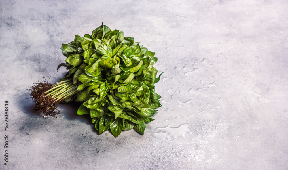 Bunch of organic fresh basil copy space. Green basil leaves on gray background
