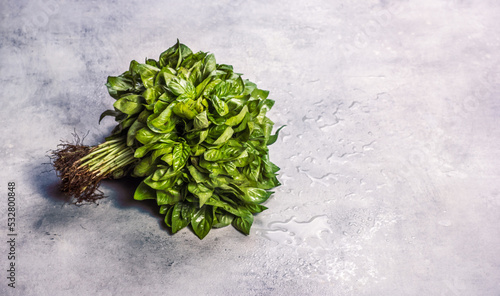Obraz na płótnie Bunch of organic fresh basil copy space. Green basil leaves on gray background w salonie