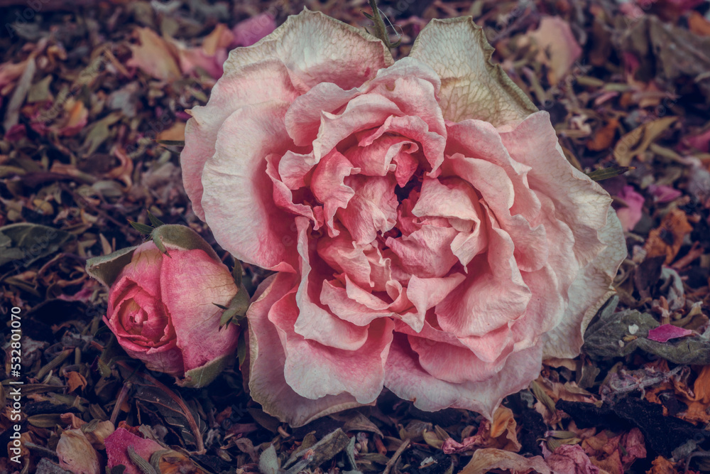 Herbal tea with rose petals. Dried rose