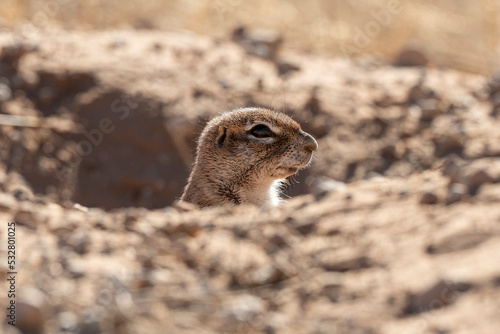 Ecureuil de terre du Cap, Xerus inauris, Désert du Kalahari, Afrique du Sud