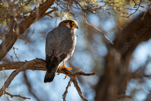 Faucon chicquera,.Falco chicquera, Red necked Falcon