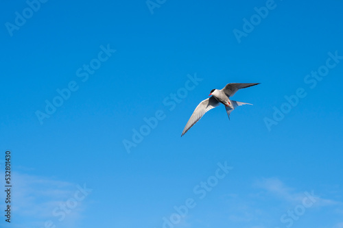 Arctic tern in flight against blue sky