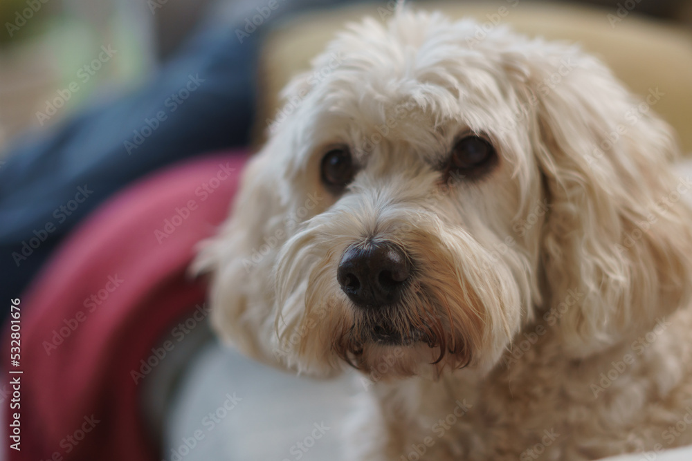 Cockapoo female pet dog looking at camera Cockapoo female pet dog looking at camera