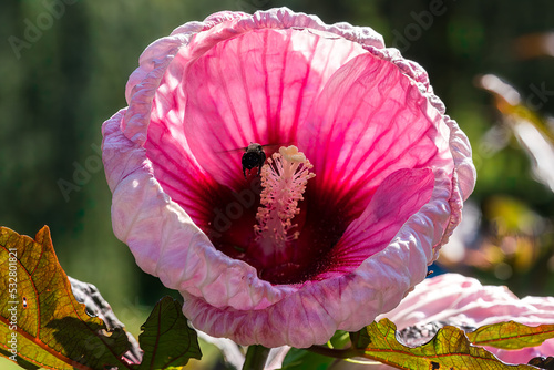 pink flower
