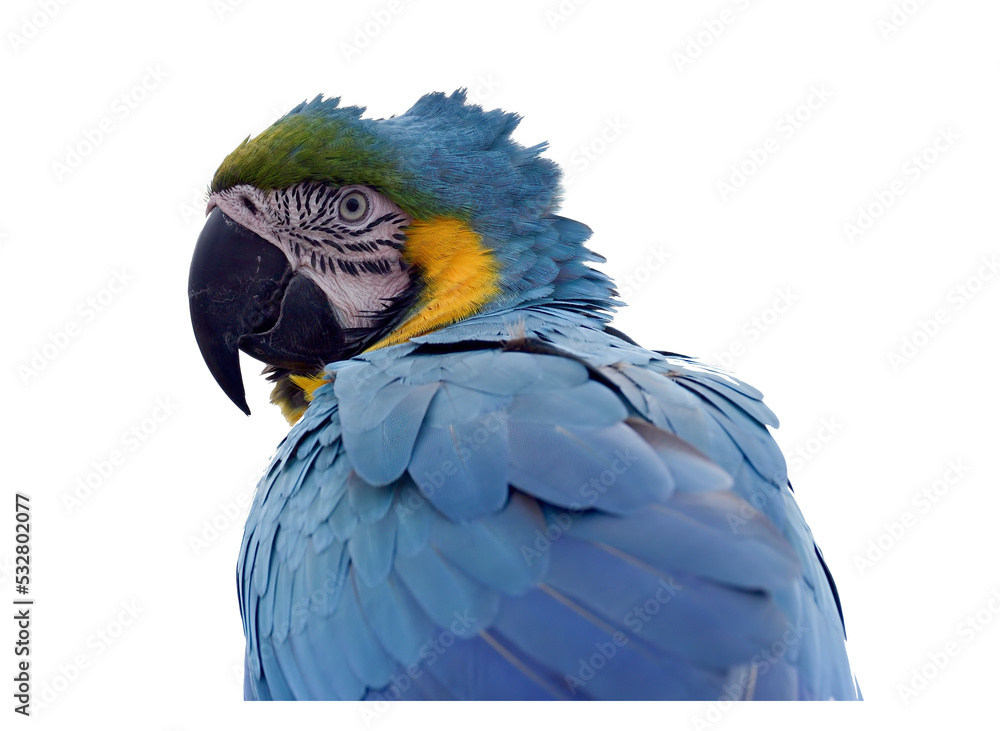 Fototapeta premium blue and yellow macaw ara ararauna
