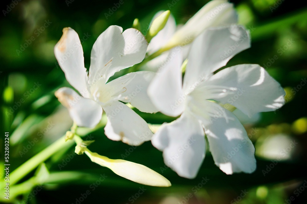 Obraz premium white magnolia flower