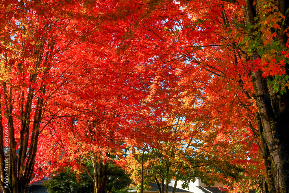 red autumn leaves 02