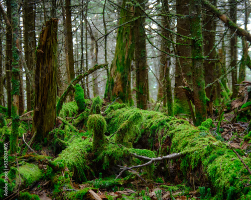 Принти на полотні A stark and moss covered forest with a lot of texture and detail taken in the mountains in Vermont