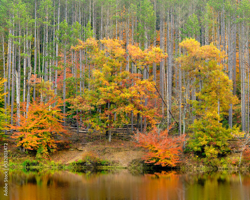 A beautiful and colorful forest in autumn reflected in a small lake in Indiana. 