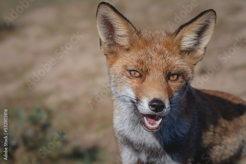 The Eyes of a Red European Fox © Jolanda