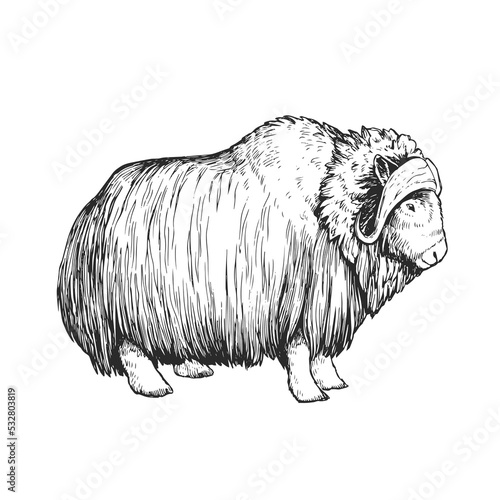 Vector hand-drawn illustration of a musk ox isolated on a white background. Sketch of a muskox in the style of engraving. A wild animal of the Arctic.