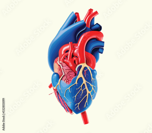 Human heart model illustration vector