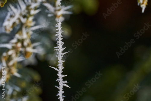 frost on branches © Jens