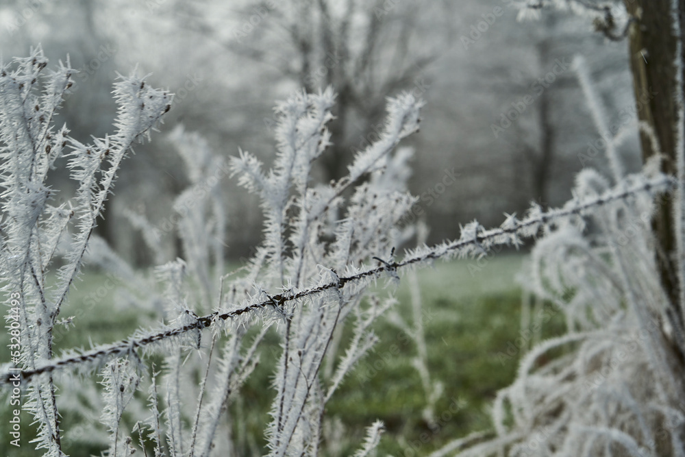 frost on fence