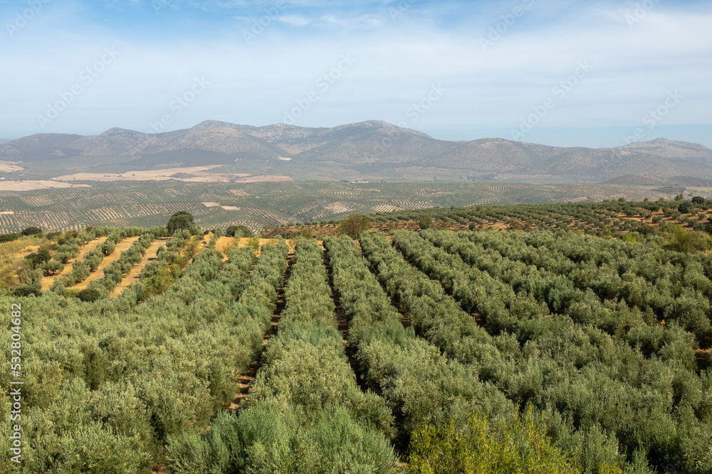 Andalusian landscape with large extensions of olive trees between hills and mountains