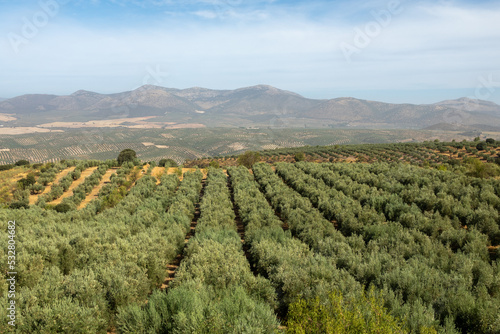 Andalusian landscape with large extensions of olive trees between hills and mountains