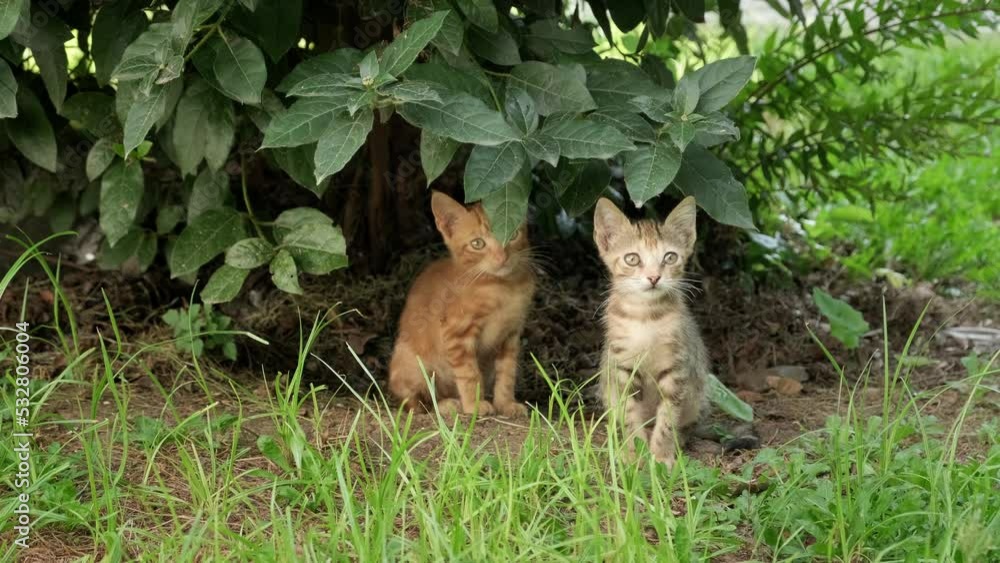 Two cute kittens sitting outdoors in the grass Two cute kittens sitting outdoors in the grass