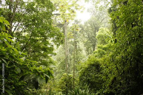 Selva tropical de Guatemala Centroamérica en el mes de Mayo.  Reserva Natural Las Escobas, localizada en Puerto Barrios, Izabal. photo