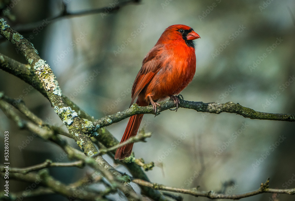 cardinal on a branch cardinal on a branch