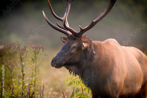 Rocky Mountain Elk in Fog