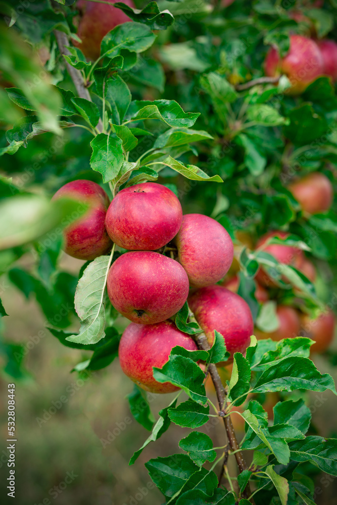 Red juicy apples on a green tree Red juicy apples on a green tree