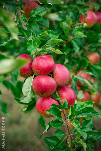Red juicy apples on a green tree