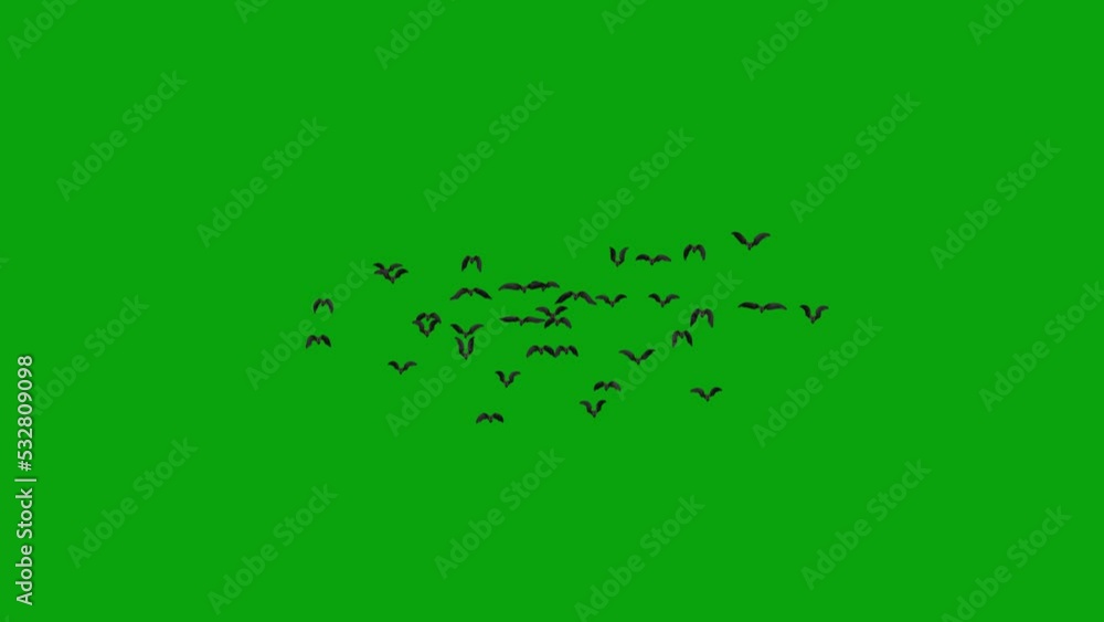 Large flock of bats fly toward center on green screen. Halloween Bats transition with key color. Halloween characters. Key color, color key background. Large flock of bats fly toward center on green screen. Halloween Bats transition with key color. Halloween characters. Key color, color key background.